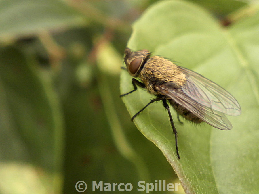 Mosca da identificare